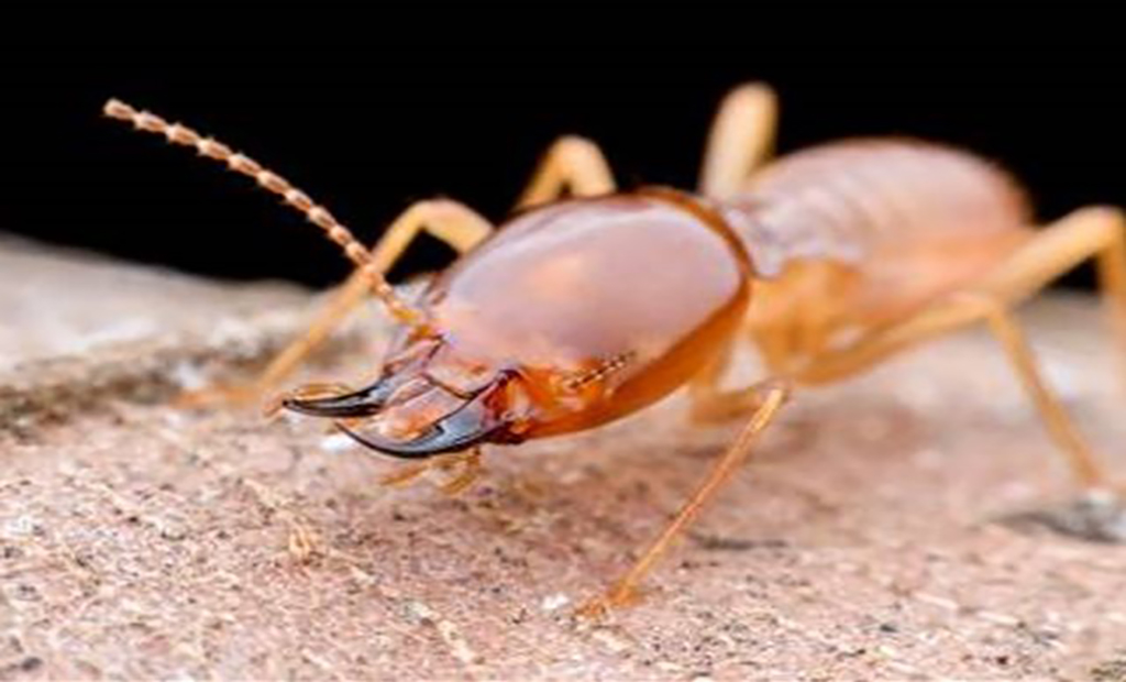 موریانه قطبنما(نمای ساختمان)