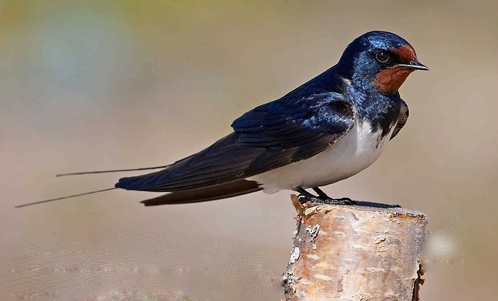 چلچله(نمای ساختمان)