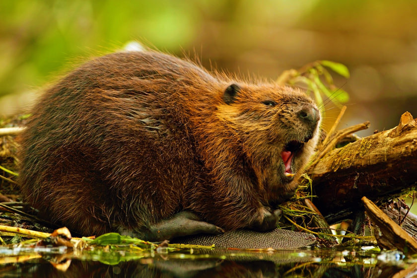 سگ آبی(معماری جانوران)