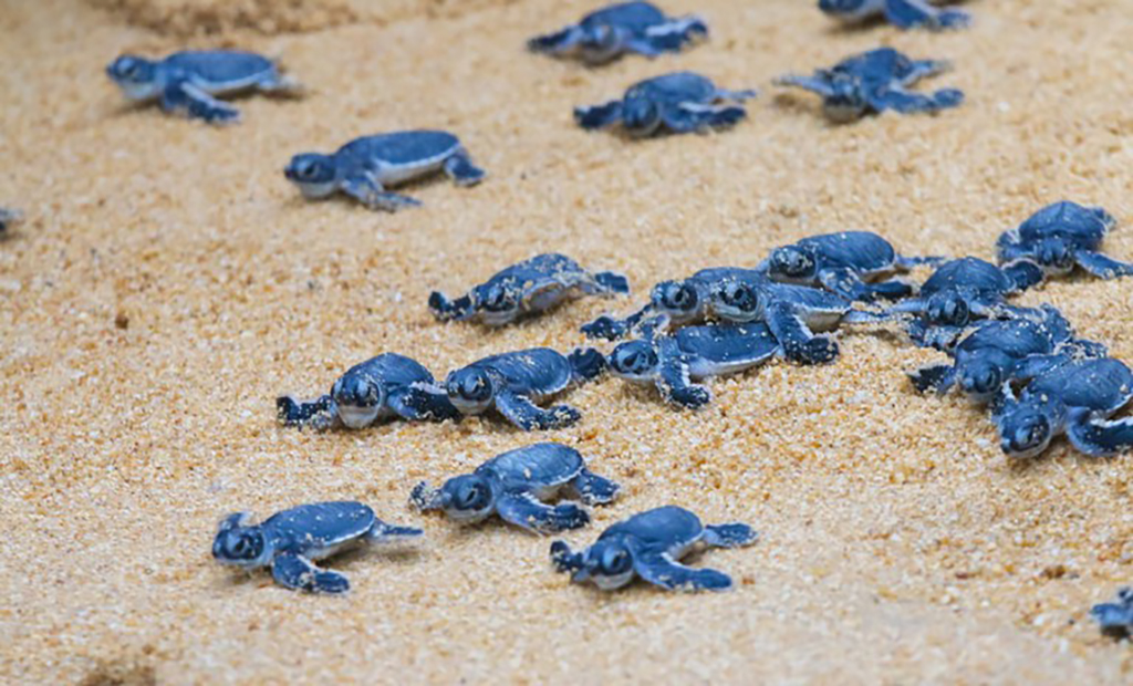 لاک پشت دریایی لانه های با دوام(معماری جانوران)